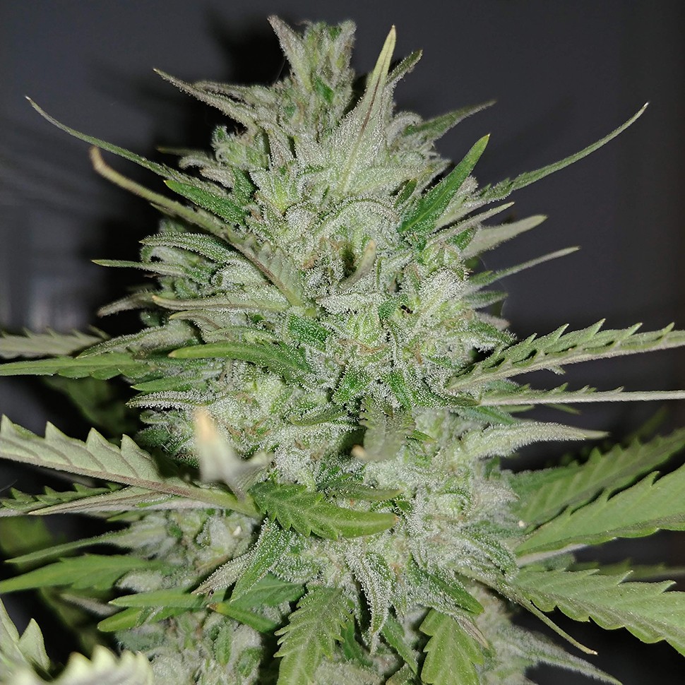семена конопли Auto Dreamberry feminised Ganja Seeds семена конопли Auto Dreamberry feminised Ganja Seeds