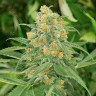 Семена конопли Green Crack feminised Ganja Seeds Семена конопли Green Crack feminised Ganja Seeds