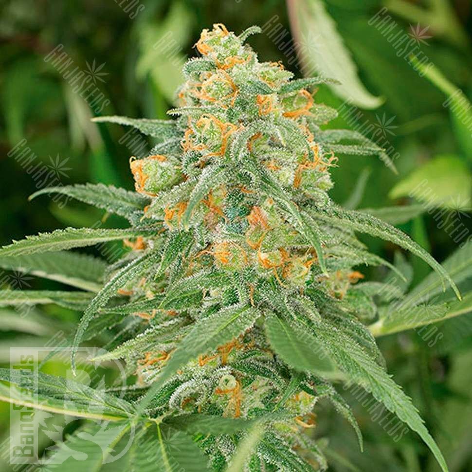 Семена каннабиса Green Crack feminised Ganja Seeds
