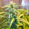 Семена каннабиса Green Crack feminised Ganja Seeds Семена каннабиса Green Crack feminised Ganja Seeds