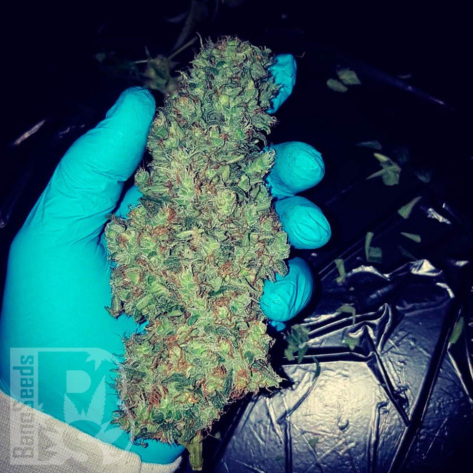 Black Russian feminised Ganja Seeds семена Black Russian feminised Ganja Seeds семена