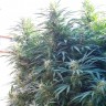 Black Russian feminised Ganja Seeds недорого Black Russian feminised Ganja Seeds недорого