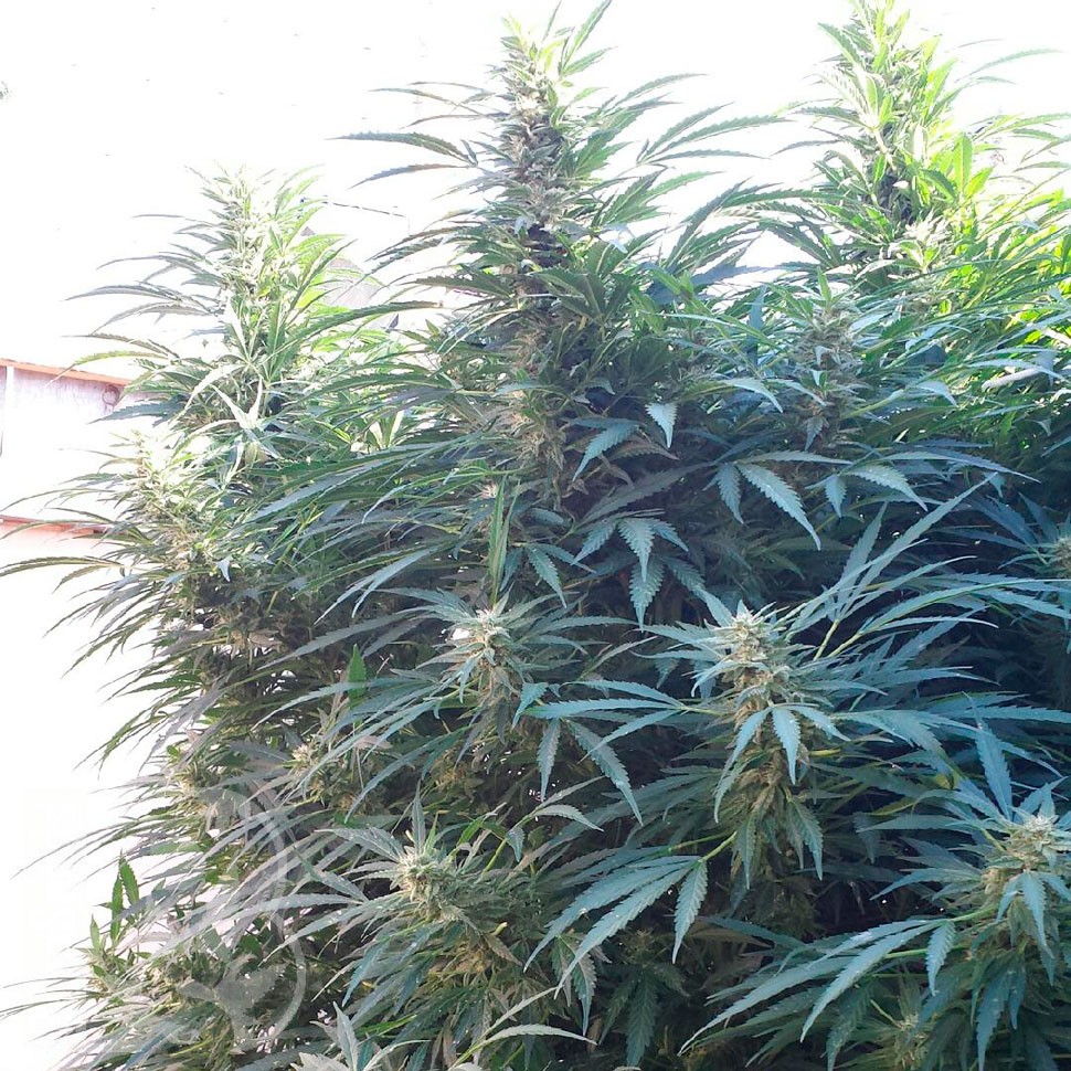 Black Russian feminised Ganja Seeds недорого Black Russian feminised Ganja Seeds недорого