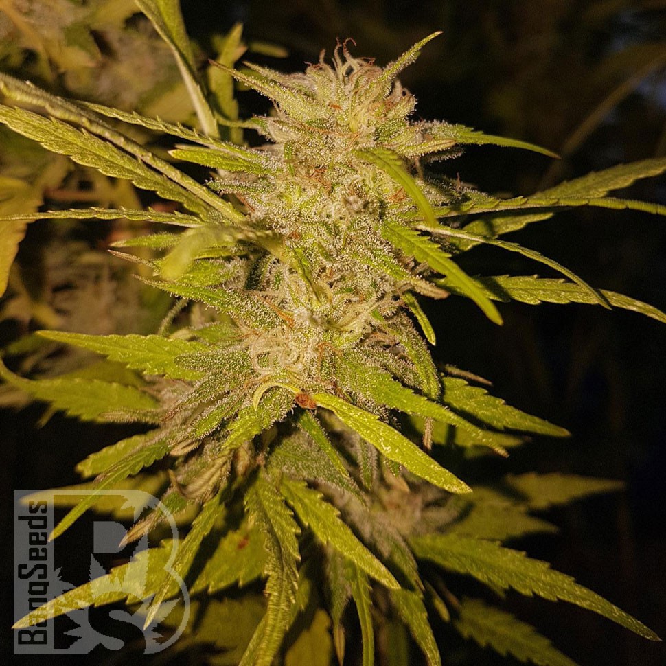 Black Russian feminised Ganja Seeds заказать Black Russian feminised Ganja Seeds заказать