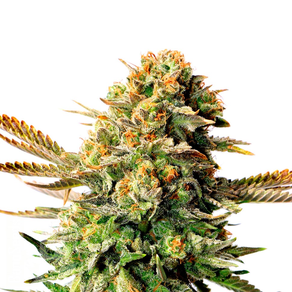Семена Black Russian feminised Ganja Seeds Семена Black Russian feminised Ganja Seeds