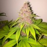 Black Russian feminised Ganja Seeds семена в Казахстане Black Russian feminised Ganja Seeds семена в Казахстане