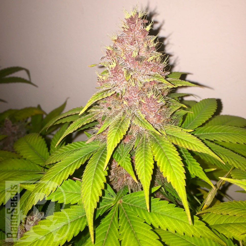 Семена ганжа Black Russian feminised Ganja Seeds