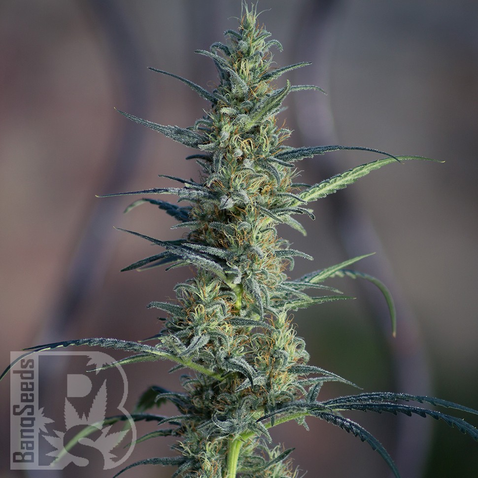 Семена конопли White Widow x Jack Herer feminised Ganja Seeds