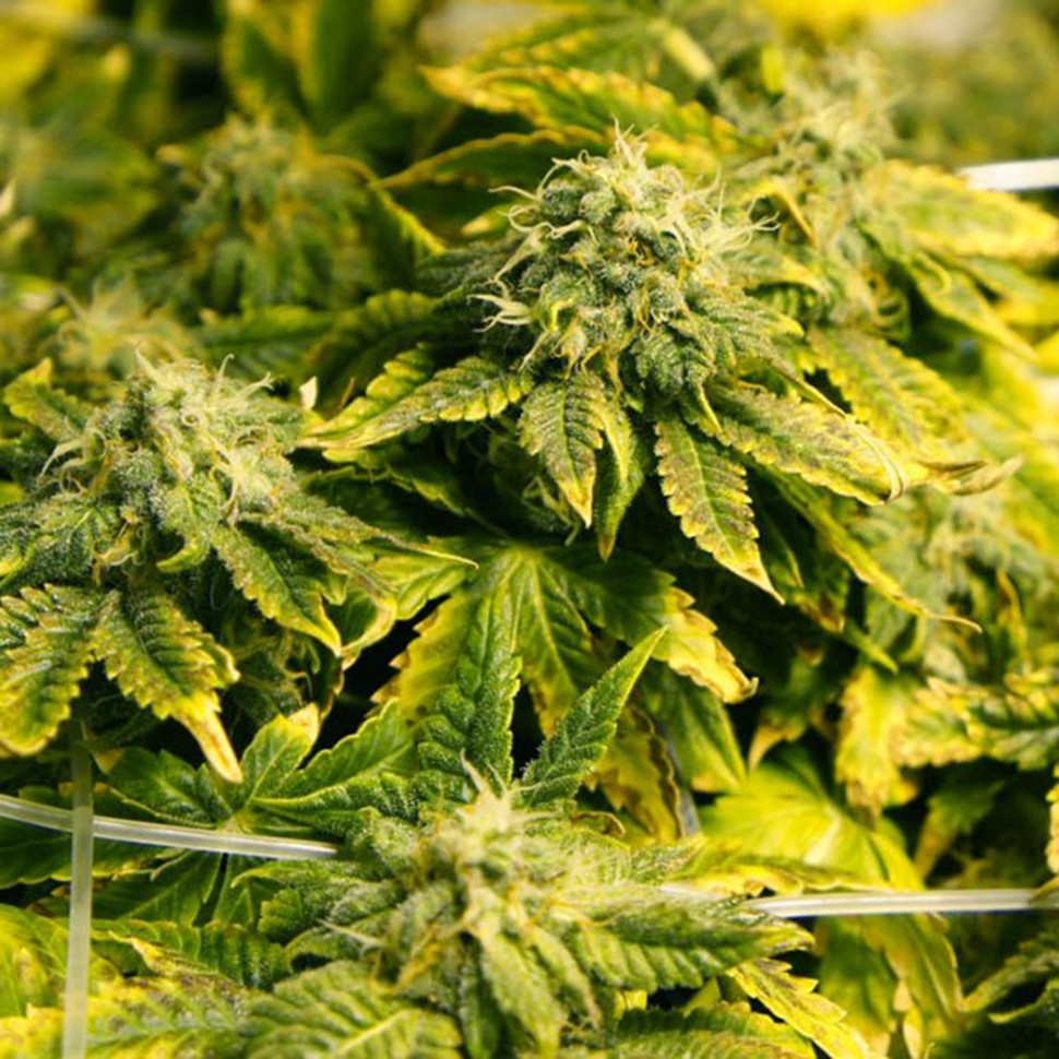 регулярные семена конопли купить Era regular Ganja Seeds регулярные семена конопли купить Era regular Ganja Seeds