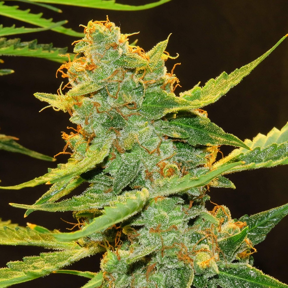 купить мощные семена конопли Auto Northern Lights feminised купить мощные семена конопли Auto Northern Lights feminised