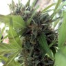 Auto Girl Scout Cookies feminised Ganja Seeds Auto Girl Scout Cookies feminised Ganja Seeds