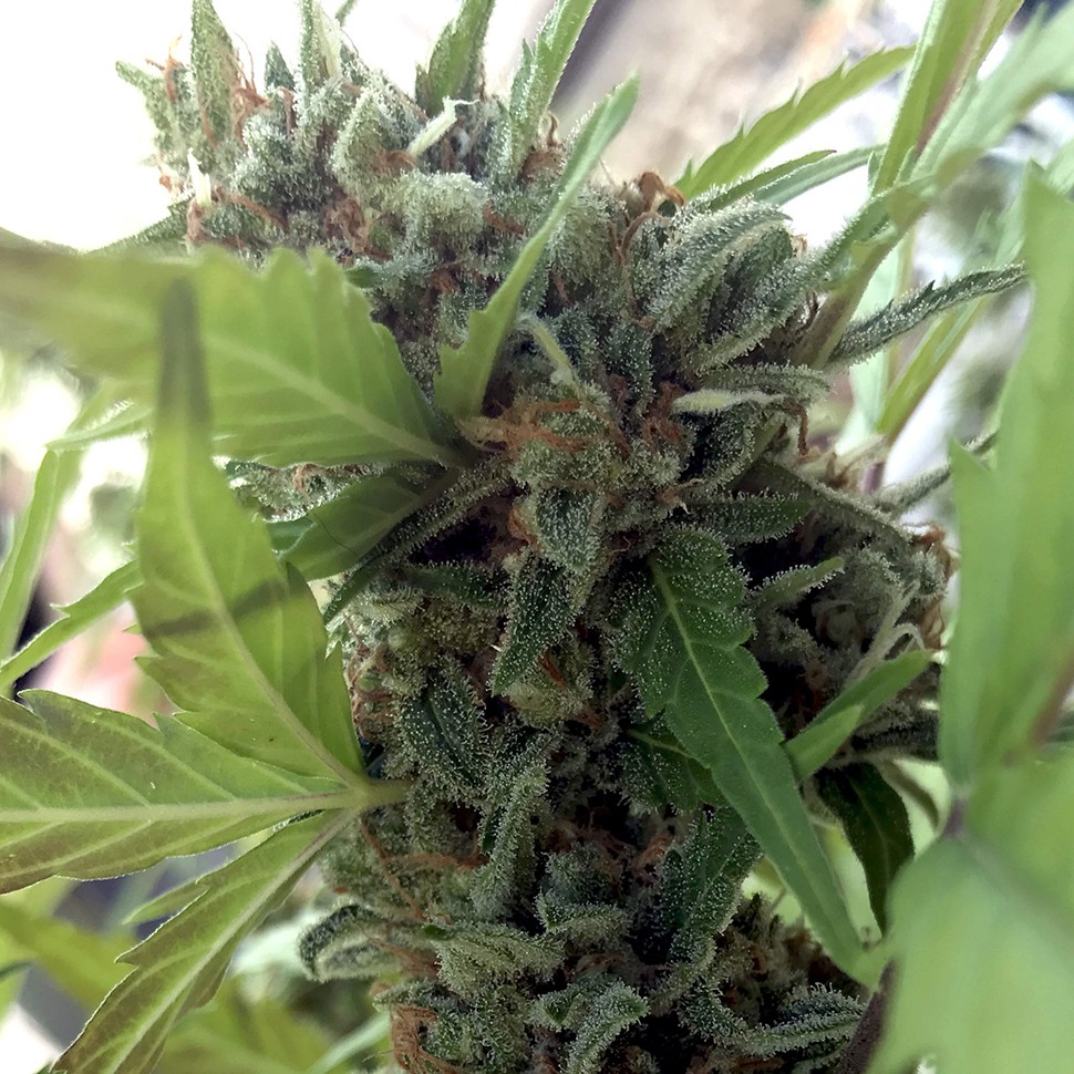 Семена марихуаны Auto Girl Scout Cookies feminised Ganja Seeds