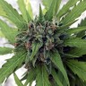 семена конопли Auto Girl Scout Cookies feminised Ganja Seeds семена конопли Auto Girl Scout Cookies feminised Ganja Seeds