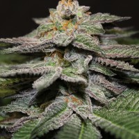 Blue Diesel feminised Ganja Seeds