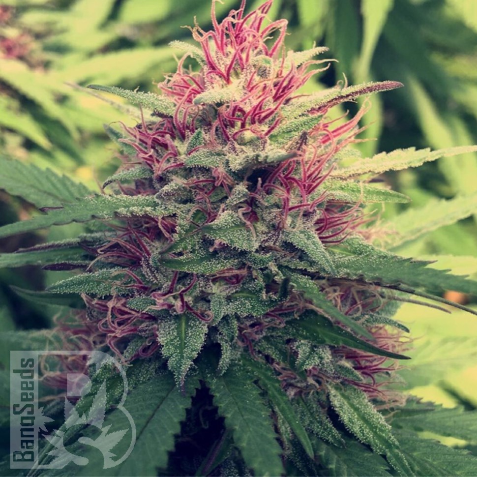 Семена конопли Blue Diesel feminised Ganja Seeds Семена конопли Blue Diesel feminised Ganja Seeds