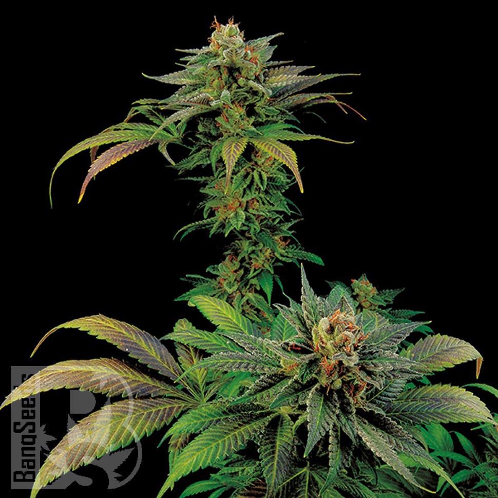 Семена каннабиса White Widow x Somango feminised Ganja Seeds