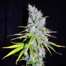 медицинские сорта конопли Auto Haze CBD feminised Ganja Seeds медицинские сорта конопли Auto Haze CBD feminised Ganja Seeds