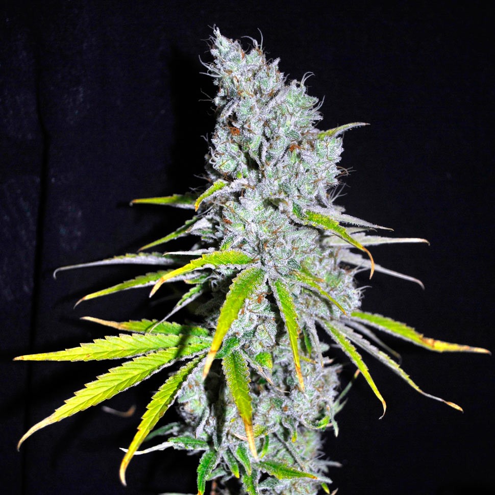 Семена марихуаны Auto Haze CBD feminised Ganja Seeds