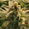 качественные семена конопли Auto Haze CBD feminised Ganja Seeds качественные семена конопли Auto Haze CBD feminised Ganja Seeds