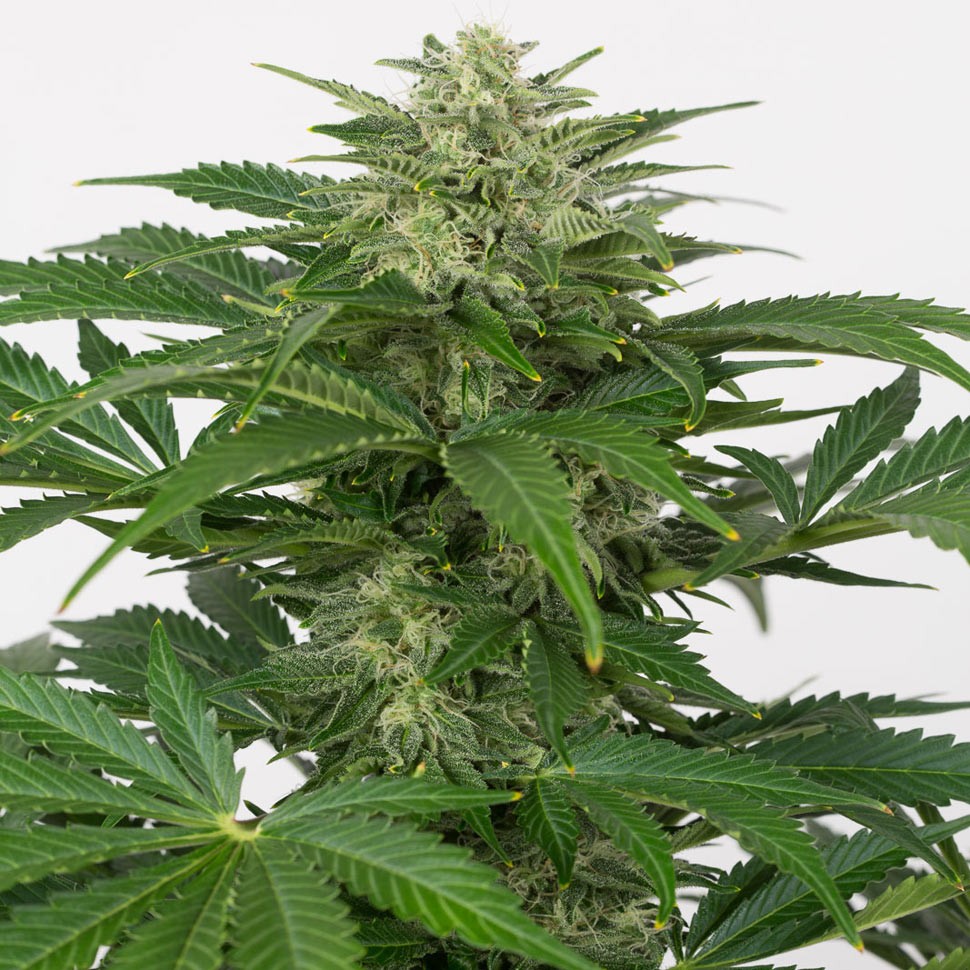 семена конопли цбд Auto Haze CBD feminised Ganja Seeds семена конопли цбд Auto Haze CBD feminised Ganja Seeds