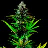 Tropicanna Poison feminised GanjaSeeds Fast Version купить Tropicanna Poison feminised GanjaSeeds Fast Version купить