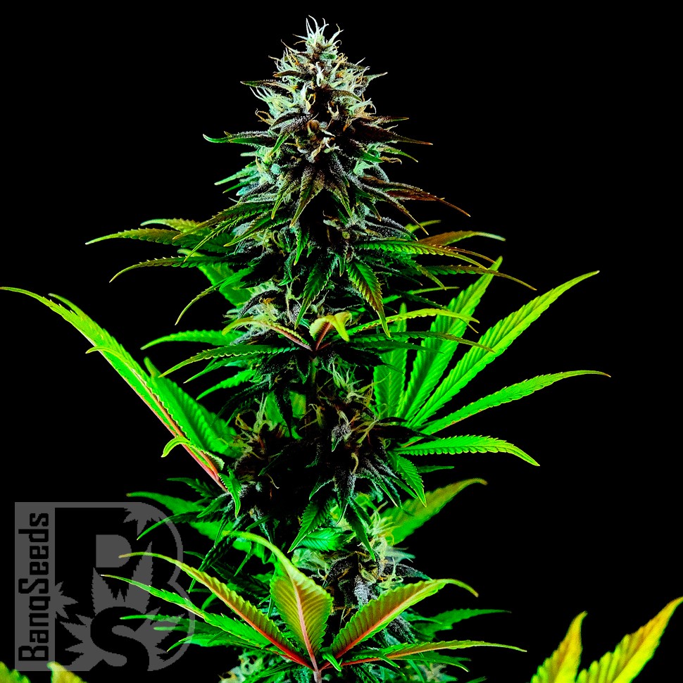 Tropicanna Poison feminised GanjaSeeds Fast Version купить Tropicanna Poison feminised GanjaSeeds Fast Version купить
