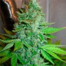 Семена конопли G13 Haze feminised Ganja Seeds Семена конопли G13 Haze feminised Ganja Seeds