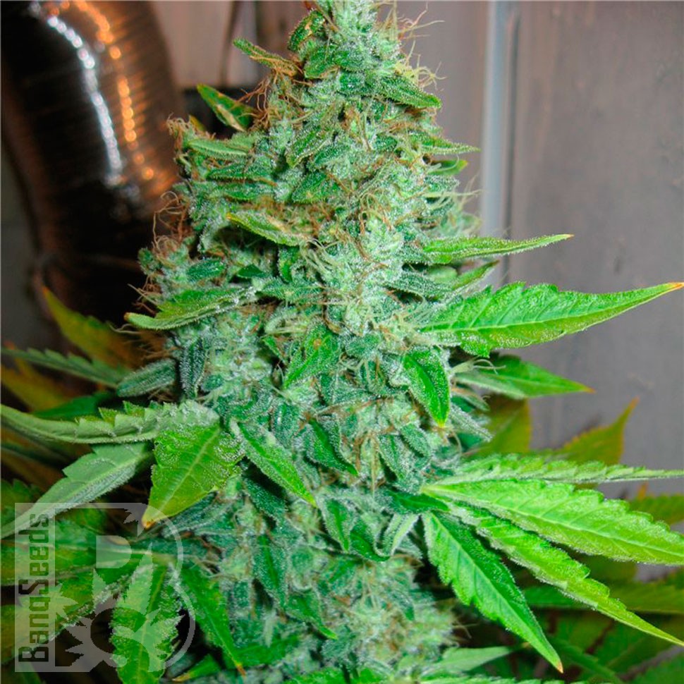Семена марихуаны G13 Haze feminised Ganja Seeds