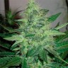 Фотопериодные сорта конопли G13 Haze feminised Ganja Seeds Фотопериодные сорта конопли G13 Haze feminised Ganja Seeds
