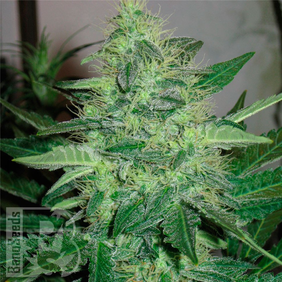 Фотопериодные сорта конопли G13 Haze feminised Ganja Seeds Фотопериодные сорта конопли G13 Haze feminised Ganja Seeds