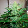 Недорогие семена конопли в Казахстане G13 Haze feminised Ganja Seeds Недорогие семена конопли в Казахстане G13 Haze feminised Ganja Seeds