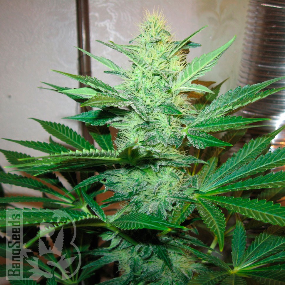 Недорогие семена конопли в Казахстане G13 Haze feminised Ganja Seeds Недорогие семена конопли в Казахстане G13 Haze feminised Ganja Seeds