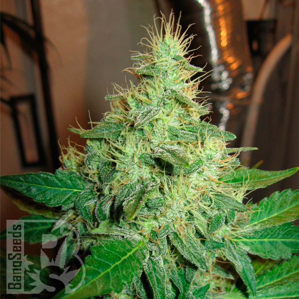 Качественные семена конопли G13 Haze feminised Ganja Seeds Качественные семена конопли G13 Haze feminised Ganja Seeds