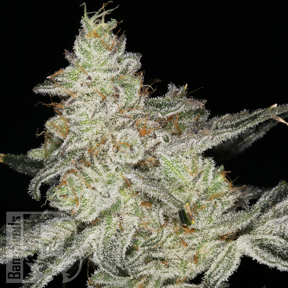 Семена каннабиса Snow Ryder feminised Ganja Seeds