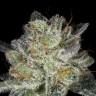 Семена каннабиса Snow Ryder feminised Ganja Seeds Семена каннабиса Snow Ryder feminised Ganja Seeds