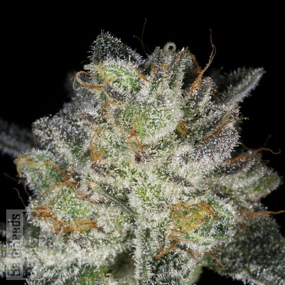 Семена каннабиса Snow Ryder feminised Ganja Seeds Семена каннабиса Snow Ryder feminised Ganja Seeds