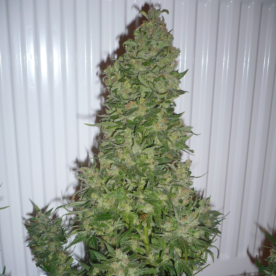 Семена ганжа AK 47 regular Ganja Seeds