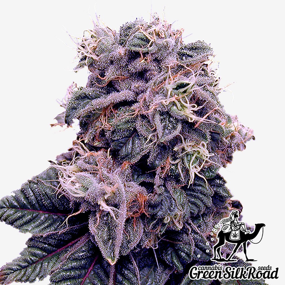 Семена ганжа Blueberry feminised Green Silk Road Seeds