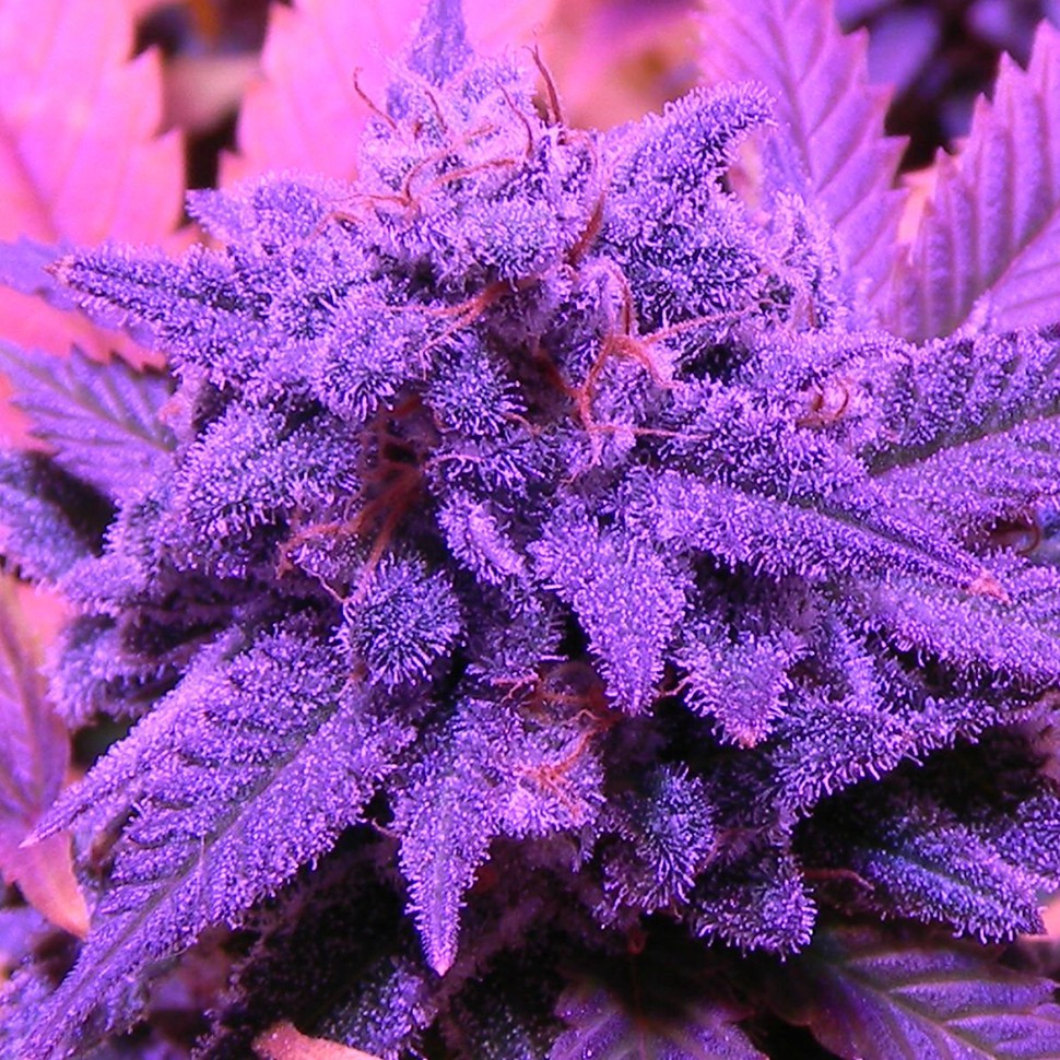 заказать качественные семена конопли Blueberry feminised заказать качественные семена конопли Blueberry feminised