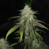 заказать на сайте семена конопли Jack Hammer feminised Victory Seeds заказать на сайте семена конопли Jack Hammer feminised Victory Seeds