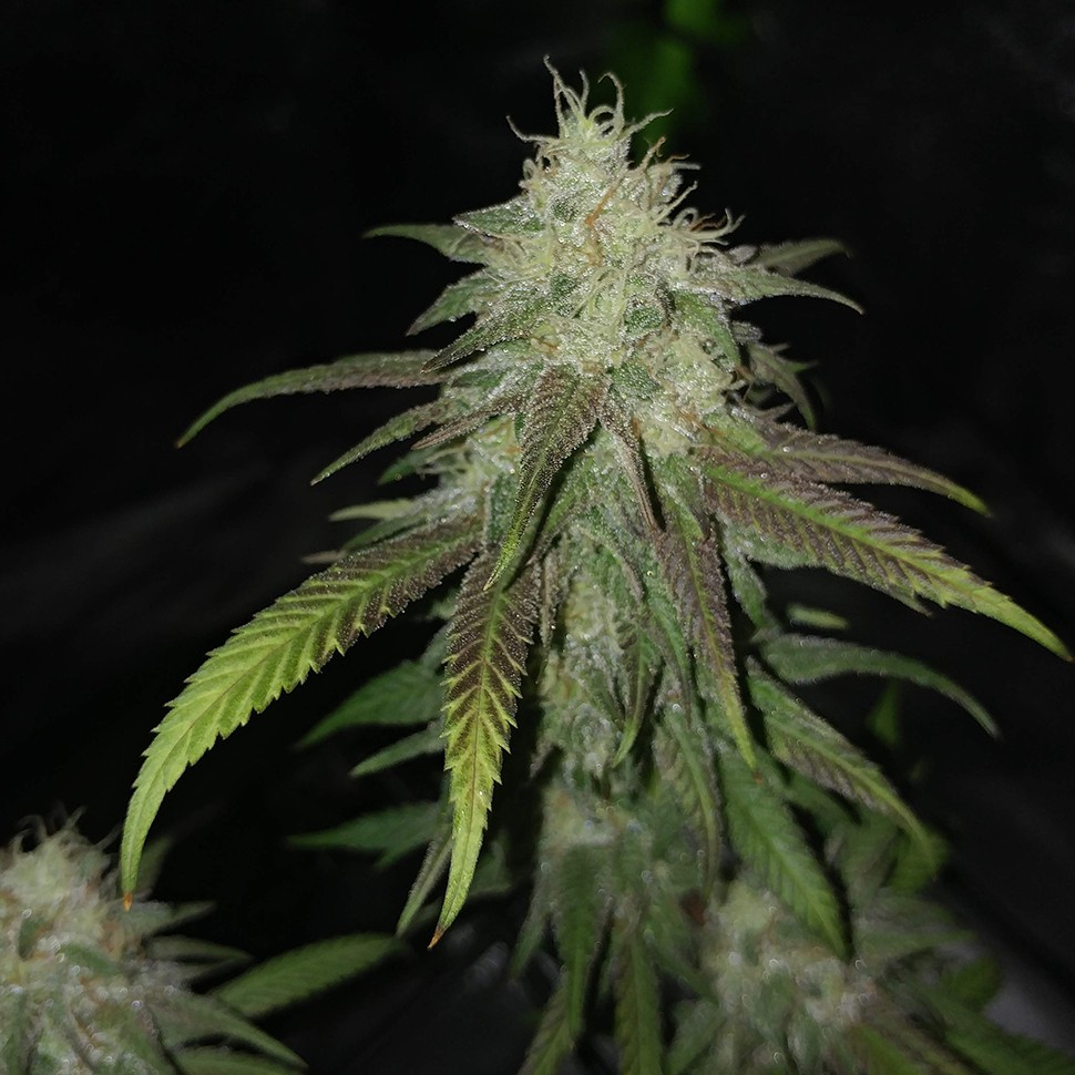 заказать на сайте семена конопли Jack Hammer feminised Victory Seeds заказать на сайте семена конопли Jack Hammer feminised Victory Seeds