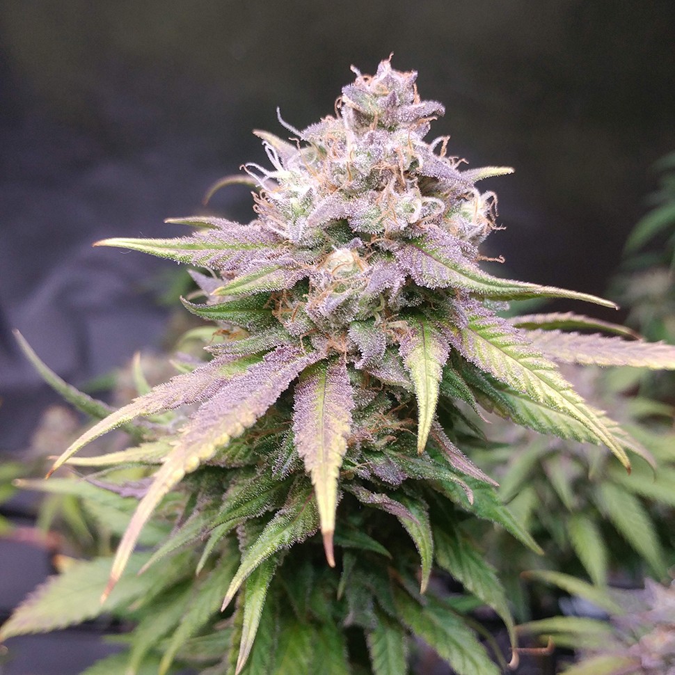 Семена Jack Hammer feminised Victory Seeds