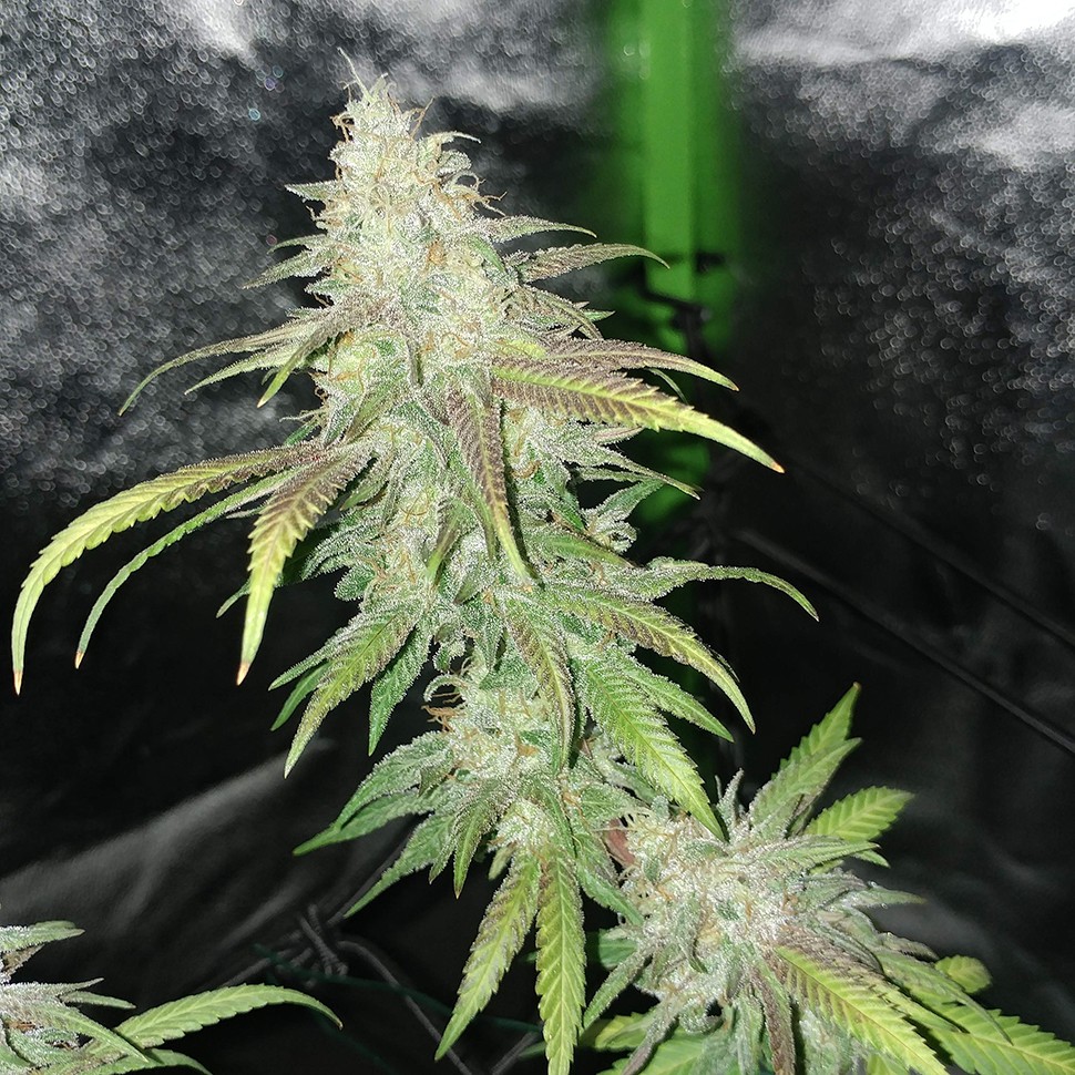 семена конопли курьером Jack Hammer feminised Victory Seeds семена конопли курьером Jack Hammer feminised Victory Seeds