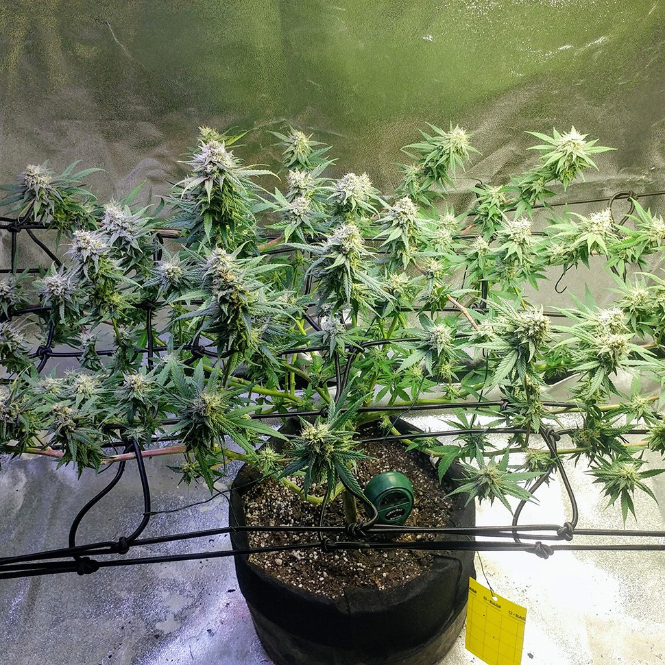 семена конопли сорта сатива Jack Hammer feminised Victory Seeds семена конопли сорта сатива Jack Hammer feminised Victory Seeds