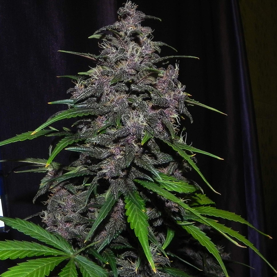 Семена Auto LSD feminised Ganja Seeds
