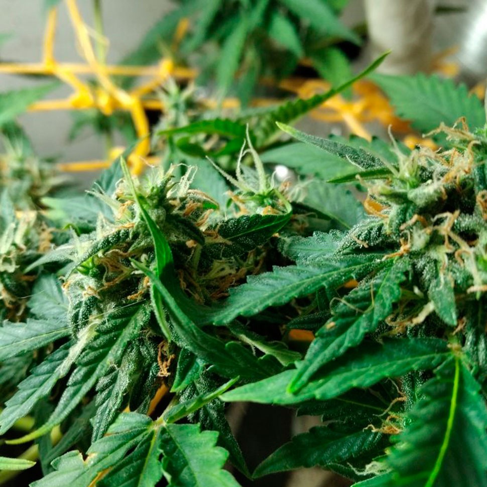 Семена марихуаны Auto LSD Семена марихуаны Auto LSD