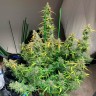 Glueberry O.G. feminised Ganja Seeds семена купить Glueberry O.G. feminised Ganja Seeds семена купить