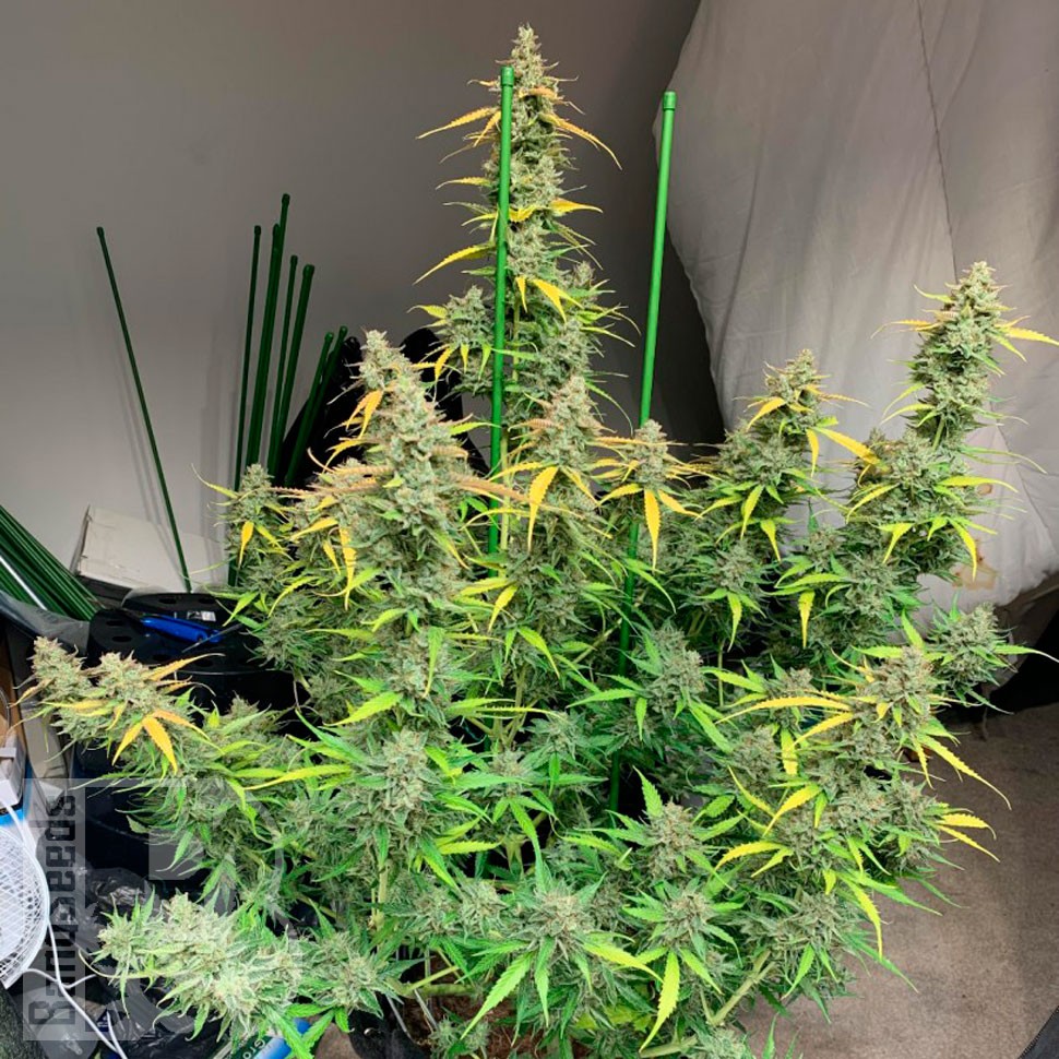 Glueberry O.G. feminised Ganja Seeds семена купить Glueberry O.G. feminised Ganja Seeds семена купить