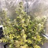 Семена конопли Glueberry O.G. feminised Ganja Seeds Семена конопли Glueberry O.G. feminised Ganja Seeds
