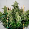 Фотопериодные семена Glueberry O.G. feminised Ganja Seeds Фотопериодные семена Glueberry O.G. feminised Ganja Seeds